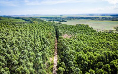 CMPC é certificada novamente pela Forest Stewardship Council e o Programa Brasileiro de Certificação Florestal