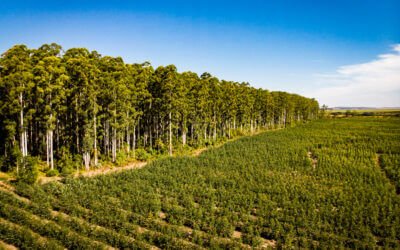 CMPC lidera ranking mundial de sustentabilidade da indústria de papel e produtos florestais