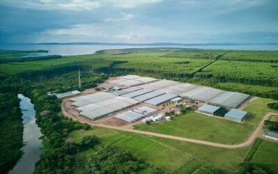 No Mês do Meio Ambiente, CMPC desenvolve projeto de reuso de água no Viveiro