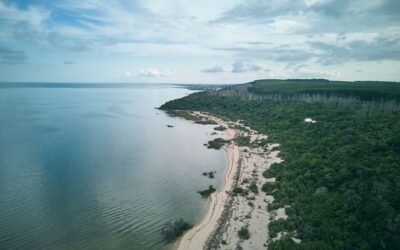 CMPC lança estratégia inédita de Natureza, Conservação e Biodiversidade