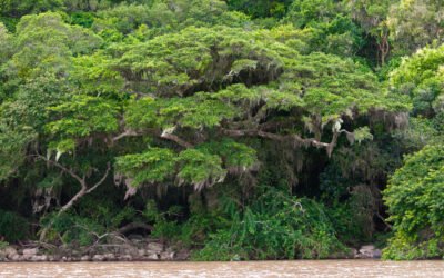 CMPC e Governo do RS lançam projeto para recuperar vegetação nativa após enchentes de 2024
